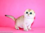 Tea cup girl Dora golden ny 12 scottish fold - Scottish Fold Cat For Sale - CA&comma; US