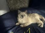Noah - Ragdoll Cat For Sale - Mount Vernon&comma; WA&comma; US