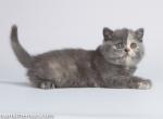 Gorgeous 2 face blue cream british shorthair Uliss - Scottish Fold Cat For Sale - CA&comma; US