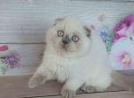 Scottish fold lilac point Marisha siamese color - Scottish Fold Cat For Sale - CA&comma; US