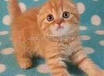 Orange baby Mia scottish fold red color baby girl - Scottish Fold Cat For Sale - CA&comma; US
