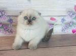Scottish fold blue point Dominica siamese color - Scottish Fold Cat For Sale - CA&comma; US