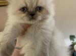 Blue Point CFA Registered Male Persian Kitten - Persian Cat For Sale - Conyers&comma; GA&comma; US