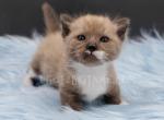 Munchkins Minuets Dollbabies Reserve Yours Now - Munchkin Kitten For Sale - Daytona Beach&comma; FL&comma; US