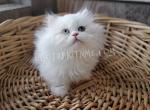 Minuets Reserve Yours Now - Minuet Kitten For Sale - 