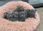 Scottish straight - Scottish Straight Cat For Sale - Fort Wayne&comma; IN&comma; US