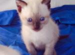 Classic Sealpoint - Siamese Cat For Sale - Walterboro&comma; SC&comma; US
