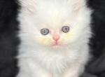 Pearl - Persian Cat For Sale - Callahan&comma; FL&comma; US