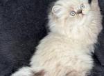 Phoebe - Himalayan Cat For Sale - Callahan&comma; FL&comma; US