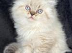 Marcus - Himalayan Cat For Sale - Callahan&comma; FL&comma; US