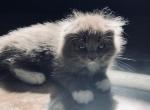 Archie - Scottish Fold Cat For Sale - WI&comma; US