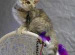 Penelope - Scottish Straight Cat For Sale - North Richland Hills&comma; TX&comma; US