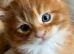Cove - Maine Coon Cat For Sale - Manchester Township&comma; NJ&comma; US