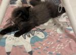 Ragdoll Persian Lynx Point Himalayan Cross Kittens - Ragamuffin Cat For Sale - Ojai&comma; CA&comma; US