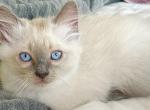 Blue Point Male Purrr Machine Cuddler - Ragdoll Cat For Sale - Central Nyack&comma; NY&comma; US