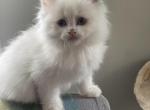 Pending Tica male ready to go - Ragdoll Cat For Sale - Butler&comma; PA&comma; US