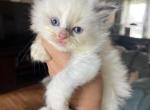 Pending - Ragdoll Cat For Sale - Butler&comma; PA&comma; US