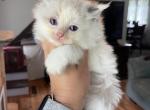 Seal bi color female 1 - Ragdoll Cat For Sale - Butler&comma; PA&comma; US