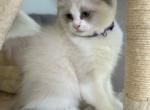 Pearl Purple - Ragdoll Cat For Sale - NC&comma; US