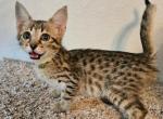 F4 Miss Yellow - Savannah Cat For Sale - Lakeland&comma; FL&comma; US