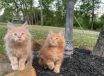 Pure Bred Maine Coon Kittens - Maine Coon Cat For Sale - Stevens&comma; PA&comma; US