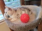Barbara3 - Scottish Straight Cat For Sale - Holland&comma; PA&comma; US