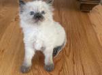 Purple colar boy - Ragdoll Cat For Sale - Boston&comma; MA&comma; US