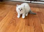 Brown collar male - Ragdoll Cat For Sale - Boston&comma; MA&comma; US