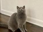 Alice - British Shorthair Cat For Sale - Philadelphia&comma; PA&comma; US