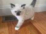 Yellow collar male - Ragdoll Cat For Sale - Boston&comma; MA&comma; US