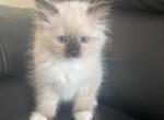 Green collar male - Ragdoll Cat For Sale - Boston&comma; MA&comma; US