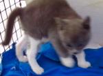 Oriental Shorthair Boy - Oriental Cat For Sale - Walterboro&comma; SC&comma; US