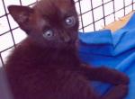 Oriental Shorthair Girl - Oriental Cat For Sale - Walterboro&comma; SC&comma; US
