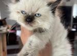 Seal point female ready to go - Ragdoll Cat For Sale - Butler&comma; PA&comma; US