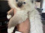 Tica seal mitted female - Ragdoll Cat For Sale - Butler&comma; PA&comma; US