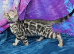 Austria - Bengal Cat For Sale - Boston&comma; MA&comma; US