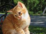 Sunset - Domestic Cat For Sale - Reading&comma; PA&comma; US