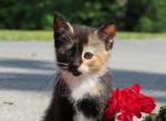 Betsy - Domestic Cat For Sale - Reading&comma; PA&comma; US