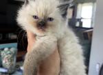 Seal point male - Ragdoll Cat For Sale - Butler&comma; PA&comma; US