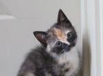 Bonnie - Domestic Cat For Sale - Reading&comma; PA&comma; US