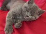 Beautiful blue british shorthair girl Nadezhda - British Shorthair Cat For Sale - CA&comma; US