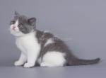 Lapka blue and white British shorthair baby girl - British Shorthair Cat For Sale - CA&comma; US