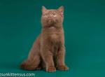 Beautiful cinnamon british shorthair boy Ahiless - British Shorthair Cat For Sale - CA&comma; US