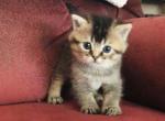 Marcus - British Shorthair Cat For Sale - WI&comma; US