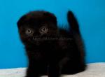 Looks like a black panther black scottish fold - Scottish Fold Cat For Sale - Los Angeles&comma; CA&comma; US