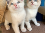 Siamese Kittens - Siamese Cat For Sale - Dixon&comma; MO&comma; US
