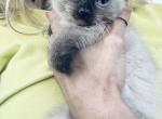 minie - Siamese Cat For Sale - Barrington&comma; IL&comma; US