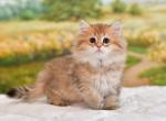 Ulik - Scottish Straight Cat For Sale - Los Angeles&comma; CA&comma; US