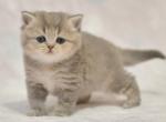 Zoriana - British Shorthair Cat For Sale - Los Angeles&comma; CA&comma; US