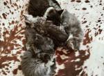 Kittens - Maine Coon Cat For Sale - Westfield&comma; MA&comma; US